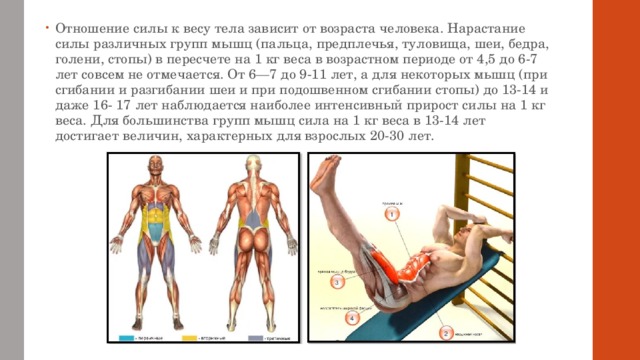Отношение силы к весу тела зависит от возраста человека. Нарастание силы различных групп мышц (пальца, предплечья, туловища, шеи, бедра, голени, стопы) в пересчете на 1 кг веса в возрастном периоде от 4,5 до 6-7 лет совсем не отмечается. От 6—7 до 9-11 лет, а для некоторых мышц (при сгибании и разгибании шеи и при подошвенном сгибании стопы) до 13-14 и даже 16- 17 лет наблюдается наиболее интенсивный прирост силы на 1 кг веса. Для большинства групп мышц сила на 1 кг веса в 13-14 лет достигает величин, характерных для взрослых 20-30 лет.