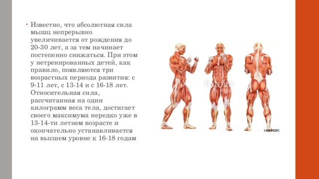 Известно, что абсолютная сила мышц непрерывно увеличивается от рождения до 20-30 лет, а за тем начинает постепенно снижаться. При этом у нетренированных детей, как правило, появляются три возрастных периода развития: с 9-11 лет, с 13-14 и с 16-18 лет. Относительная сила, рассчитанная на один килограмм веса тела, достигает своего максимума нередко уже в 13-14-ти летнем возрасте и окончательно устанавливается на высшем уровне к 16-18 годам