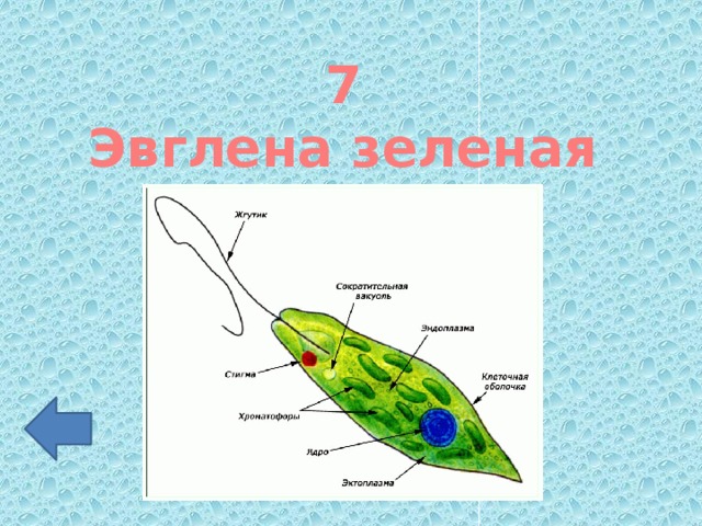 7 Эвглена зеленая