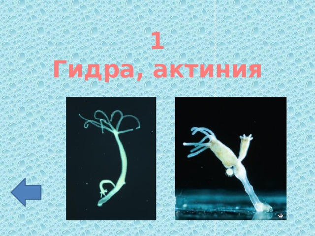 1 Гидра, актиния