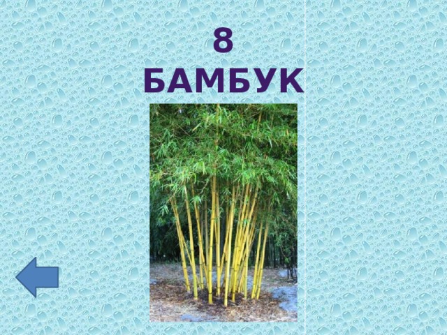 8 бамбук
