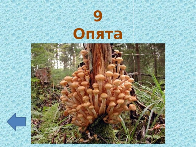 9 Опята