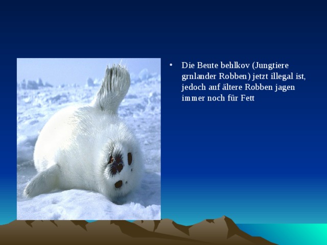 Die Beute behlkov (Jungtiere grnlander Robben) jetzt illegal ist, jedoch auf ältere Robben jagen immer noch für Fett