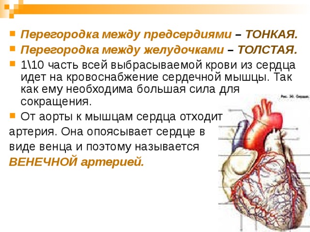 Перегородка между предсердиями – ТОНКАЯ. Перегородка между желудочками – ТОЛСТАЯ. 1\10 часть всей выбрасываемой крови из сердца идет на кровоснабжение сердечной мышцы. Так как ему необходима большая сила для сокращения. От аорты к мышцам сердца отходит