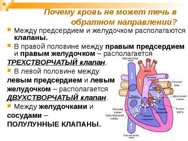 Почему кровь не может течь в обратном направлении? Между предсердием и желудочком располагаются клапаны. В правой половине между правым предсердием и правым желудочком – располагается ТРЕХСТВОРЧАТЫЙ клапан . В левой половине между левым предсердием и левым желудочком – располагается ДВУХСТВОРЧАТЫЙ клапан . Между желудочками и сосудами – ПОЛУЛУННЫЕ КЛАПАНЫ.