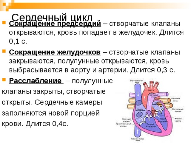 Сердечный цикл Сокращение предсердий – створчатые клапаны открываются, кровь попадает в желудочек. Длится 0,1 с. Сокращение желудочков – створчатые клапаны закрываются, полулунные открываются, кровь выбрасывается в аорту и артерии. Длится 0,3 с. Расслабление – полулунные клапаны закрыты, створчатые открыты. Сердечные камеры заполняются новой порцией крови. Длится 0,4с.