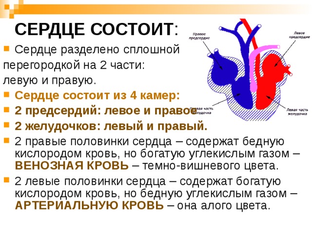 СЕРДЦЕ СОСТОИТ : Сердце разделено сплошной перегородкой на 2 части: левую и правую.