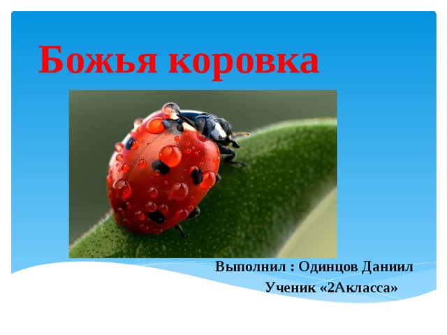 Божья коровка  Выполнил : Одинцов Даниил  Ученик «2Акласса»