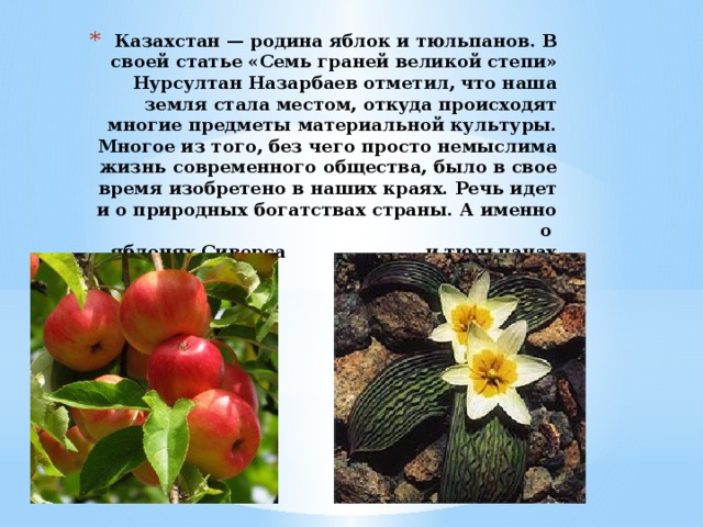 Казахстан — родина яблок и тюльпанов. В своей статье «Семь граней великой степи» Нурсултан Назарбаев отметил, что наша земля стала местом, откуда происходят многие предметы материальной культуры. Многое из того, без чего просто немыслима жизнь современного общества, было в свое время изобретено в наших краях. Речь идет и о природных богатствах страны. А именно о  яблонях Сиверса и тюльпанах Регеля.  