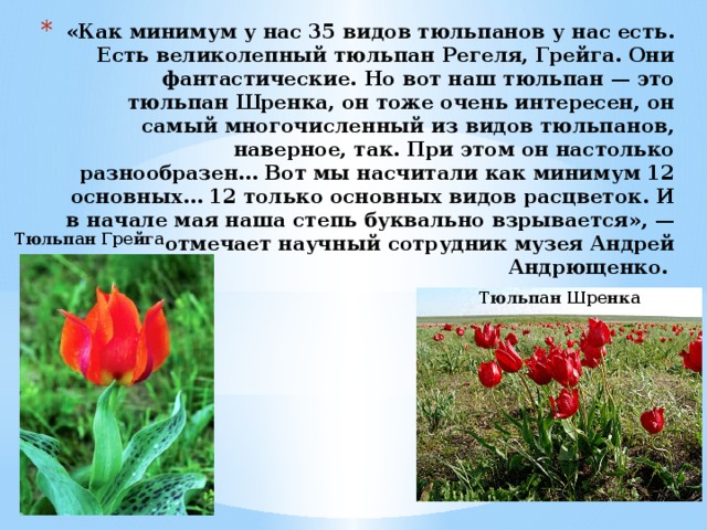 «Как минимум у нас 35 видов тюльпанов у нас есть. Есть великолепный тюльпан Регеля, Грейга. Они фантастические. Но вот наш тюльпан — это тюльпан Шренка, он тоже очень интересен, он самый многочисленный из видов тюльпанов, наверное, так. При этом он настолько разнообразен… Вот мы насчитали как минимум 12 основных… 12 только основных видов расцветок. И в начале мая наша степь буквально взрывается», — отмечает научный сотрудник музея Андрей Андрющенко.