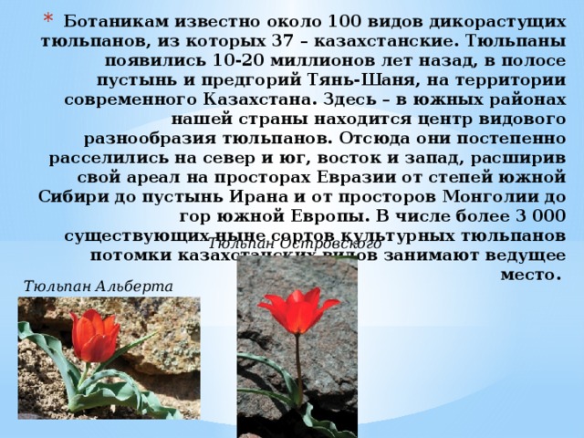 Ботаникам известно около 100 видов дикорастущих тюльпанов, из которых 37 – казахстанские. Тюльпаны появились 10-20 миллионов лет назад, в полосе пустынь и предгорий Тянь-Шаня, на территории современного Казахстана. Здесь – в южных районах нашей страны находится центр видового разнообразия тюльпанов. Отсюда они постепенно расселились на север и юг, восток и запад, расширив свой ареал на просторах Евразии от степей южной Сибири до пустынь Ирана и от просторов Монголии до гор южной Европы. В числе более 3 000 существующих ныне сортов культурных тюльпанов потомки казахстанских видов занимают ведущее место.