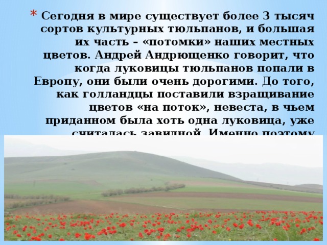 Сегодня в мире существует более 3 тысяч сортов культурных тюльпанов, и большая их часть – «потомки» наших местных цветов. Андрей Андрющенко говорит, что когда луковицы тюльпанов попали в Европу, они были очень дорогими. До того, как голландцы поставили взращивание цветов «на поток», невеста, в чьем приданном была хоть одна луковица, уже считалась завидной. Именно поэтому казахские степи можно назвать родиной тюльпанов.