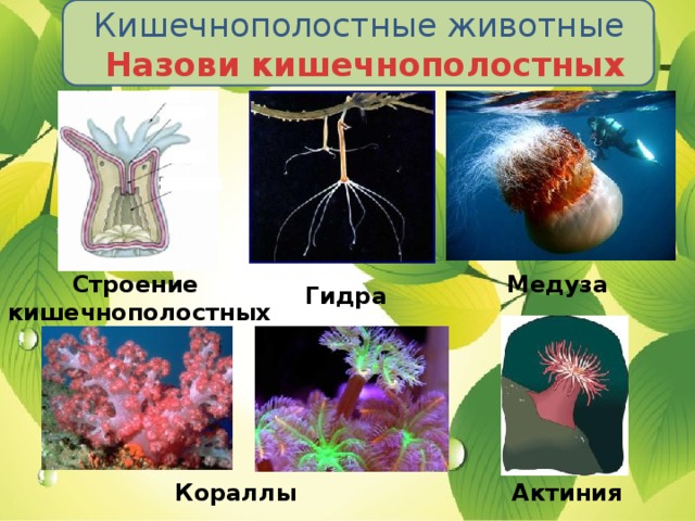 Кишечнополостные животные  Назови кишечнополостных Строение Медуза кишечнополостных Гидра Кораллы Актиния