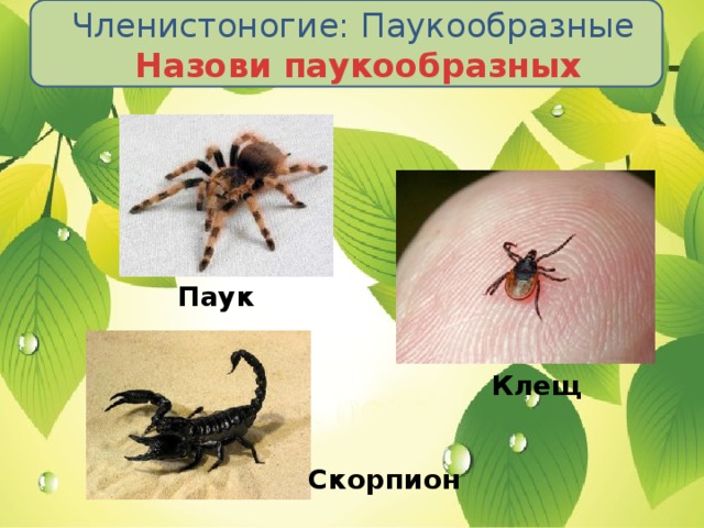 Членистоногие:  Паукообразные  Назови паукообразных Паук Клещ Скорпион