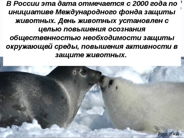 В России эта дата отмечается с 2000 года по инициативе Международного фонда защиты животных. День животных установлен с целью повышения осознания общественностью необходимости защиты окружающей среды, повышения активности в защите животных.