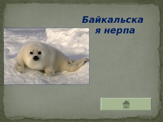 Байкальская нерпа
