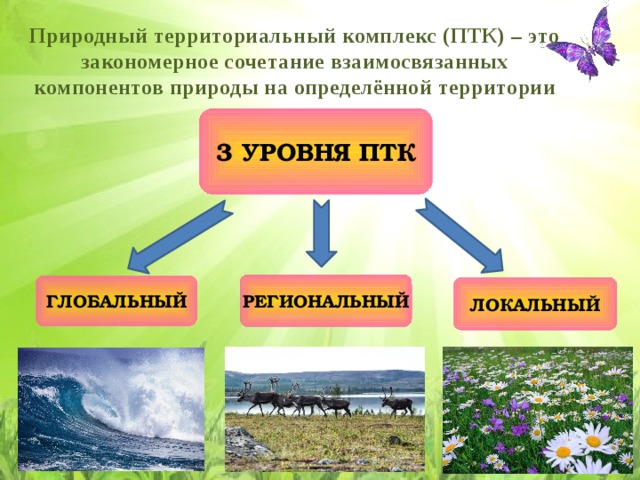 Природный территориальный комплекс (ПТК) – это закономерное сочетание взаимосвязанных компонентов природы на определённой территории 3 УРОВНЯ ПТК РЕГИОНАЛЬНЫЙ ГЛОБАЛЬНЫЙ ЛОКАЛЬНЫЙ