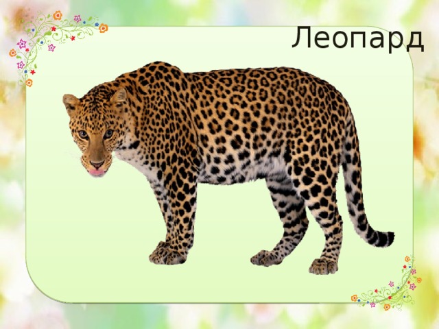 Леопард