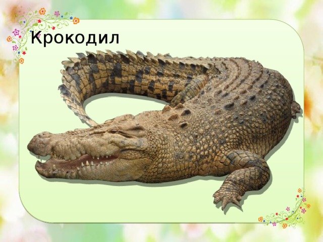 Крокодил