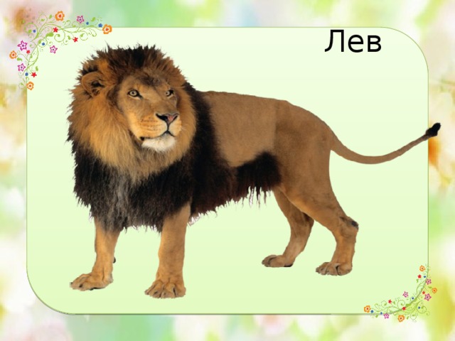 Лев