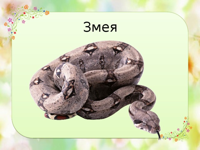 Змея