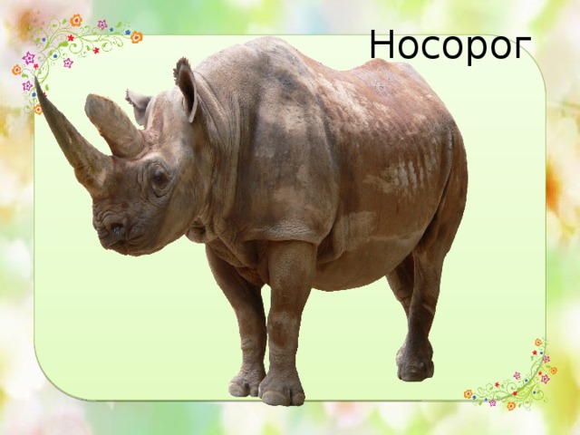 Носорог