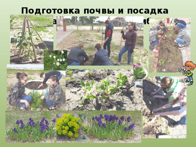 Подготовка почвы и посадка рассады цветов в клумбы