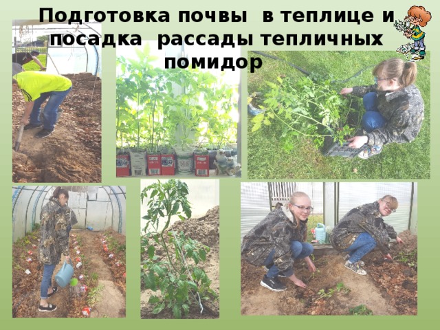 Подготовка почвы в теплице и посадка рассады тепличных помидор