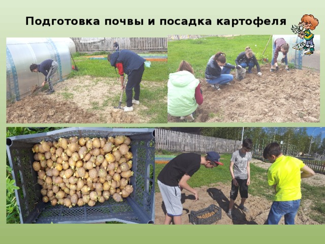 Подготовка почвы и посадка картофеля