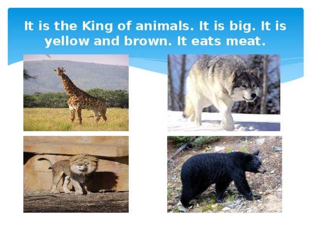 It is the King of animals. It is big. It is yellow and brown. It eats meat.