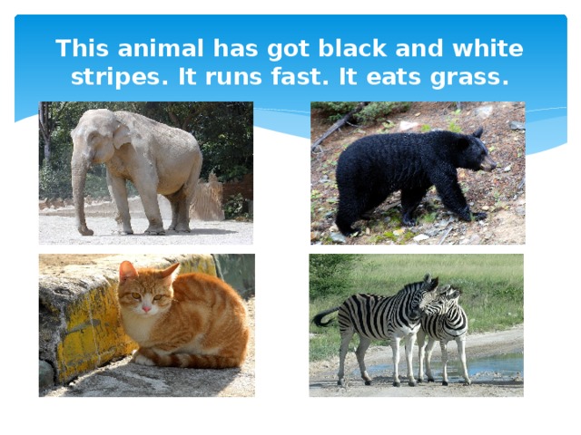 This animal has got black and white stripes. It runs fast. It eats grass.