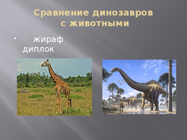 Сравнение динозавров  с животными  жираф диплок
