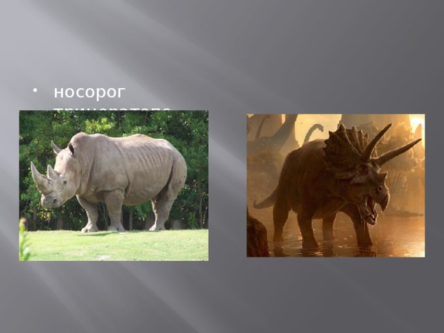 носорог трицератопс