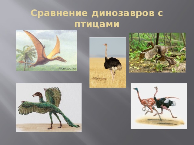 Сравнение динозавров с птицами