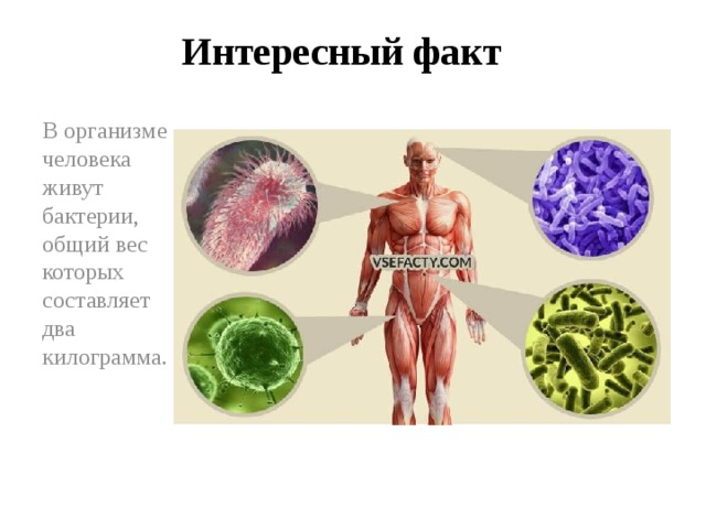 Интересный факт В организме человека живут бактерии, общий вес которых составляет два килограмма.