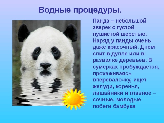 Водные процедуры. Панда – небольшой зверек с густой пушистой шерстью. Наряд у панды очень даже красочный. Днем спит в дупле или в развилке деревьев. В сумерках пробуждается, прохаживаясь вперевалочку, ищет желуди, коренья, лишайники и главное – сочные, молодые побеги бамбука