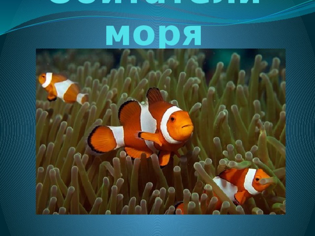 Обитатели моря