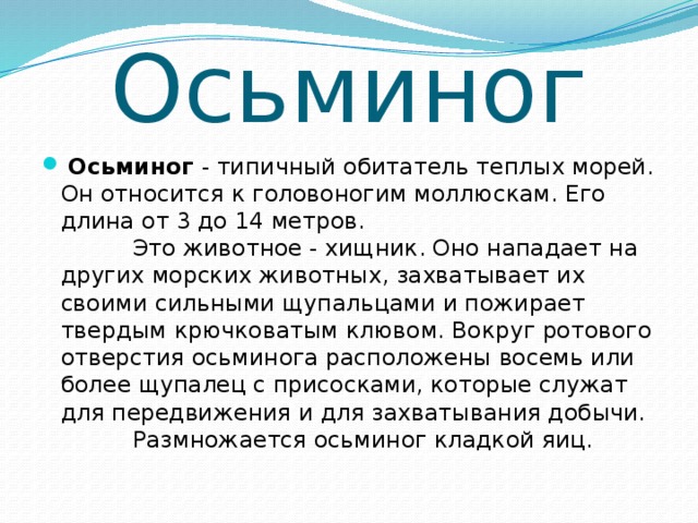 Осьминог