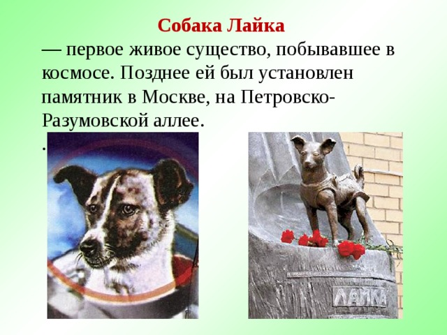 Собака Лайка — первое живое существо, побывавшее в космосе. Позднее ей был установлен памятник в Москве, на Петровско-Разумовской аллее. .