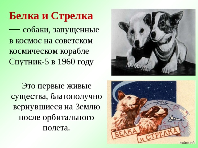 Белка и Стрелка — собаки, запущенные в космос на советском космическом корабле Спутник-5 в 1960 году Это первые живые существа, благополучно вернувшиеся на Землю после орбитального полета.