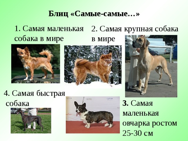 Блиц «Самые-самые…» 1. Самая маленькая собака в мире 2. Самая крупная собака в мире   4. Самая быстрая  собака 3. Самая маленькая овчарка ростом 25-30 см