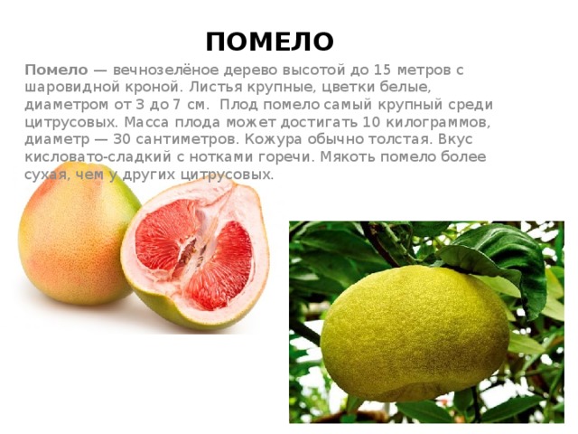 Чем полезно помело для организма женщины. Характеристики фрукта помело. Помело фрукт полезные. Помело витамины. Фрукт помело чем полезен.