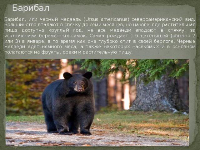 Барибал Барибал, или черный медведь (Ursus americanus) североамериканский вид. Большинство впадают в спячку до семи месяцев, но на юге, где растительная пища доступна круглый год, не все медведи впадают в спячку, за исключением беременных самок. Самка рождает 1-6 детенышей (обычно 2 или 3) в январе, в то время как она глубоко спит в своей берлоге. Черные медведи едят немного мяса, а также некоторых насекомых и в основном полагаются на фрукты, орехи и растительную пищу.