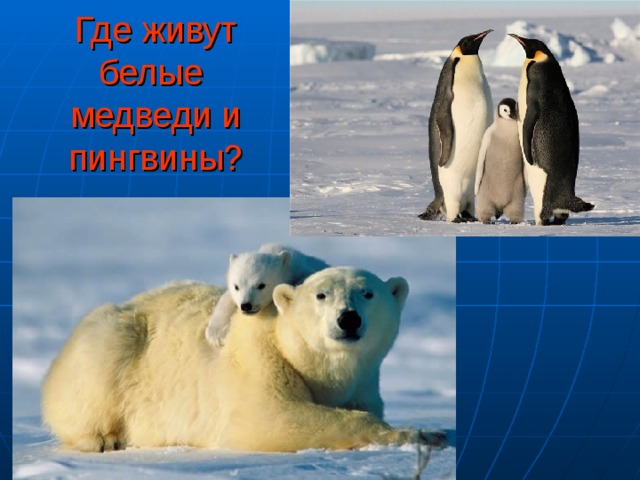 Где живут белые медведи и пингвины?