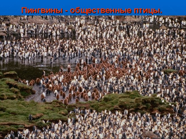 Пингвины - общественные птицы.