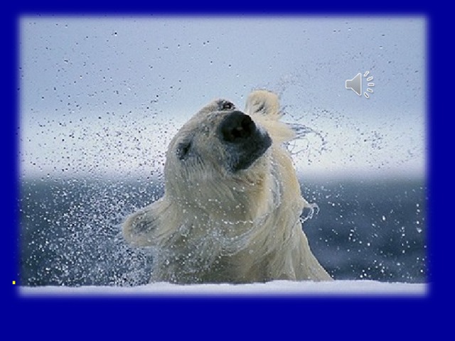 Белый медведь хорошо плавает, ныряет. Основная пища – тюлени, но ест рыбу, падаль, песцов, моржат  .