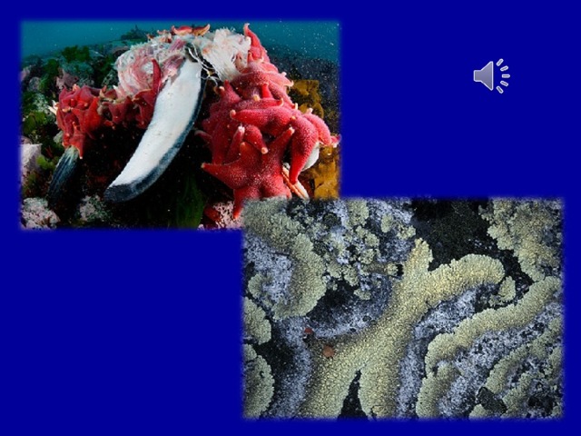 В Арктике много морских губок, моллюсков, морских звёзд, актиний, медуз, ракообразных