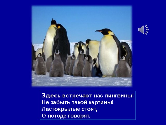 Здесь  встречают нас пингвины! Не забыть такой картины! Ластокрылые стоят, О погоде говорят.