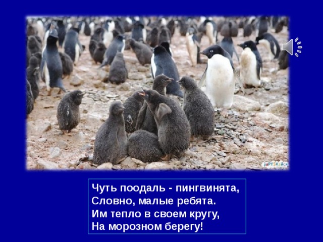 Чуть поодаль - пингвинята,   Словно, малые ребята.  Им тепло в своем кругу,   На морозном берегу!