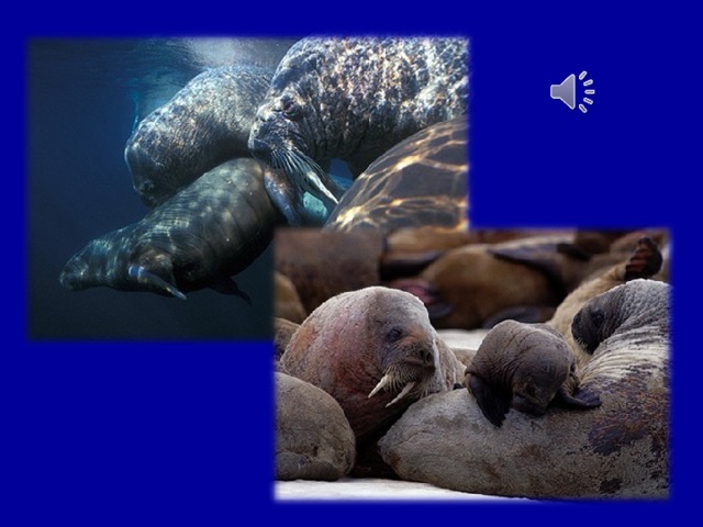 Самый крупный из ластоногих. Клыками – бивнями морж на дне раскапывает грунт и выбирает из него моллюсков.